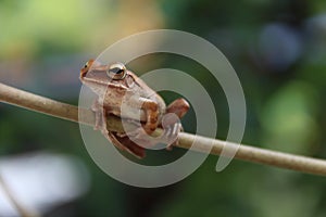 Tree frog on blur background