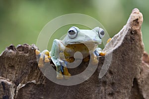 Tree frog on branch, Gliding frog (Rhacophorus reinwardtii) sitting on wood