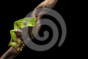 Tree frog in Brazil amazon rain forest