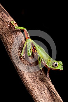 Tree frog in Brazil amazon rain forest