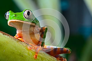 Tree frog in brazil tropical amazon rain forest