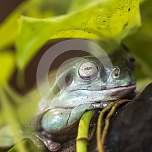 Tree frog in Brazil tropical amazon rain forest