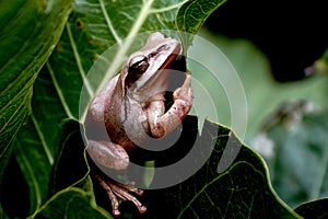 A Tree frog in catnap.