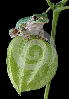 Tree frog on chinese lantern