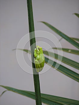 Tree frog clinging to a vertical branch