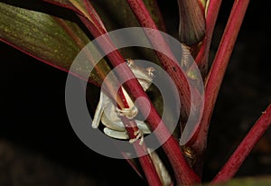 Tree Frog Close Up in wild