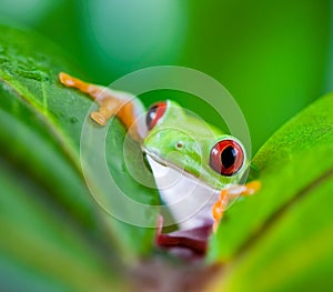 Tree frog on colorful background