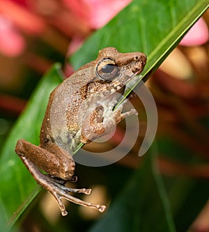 Tree Frog in Costa Rica