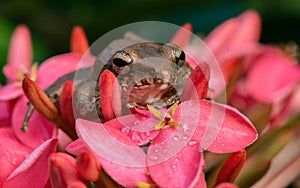 Tree Frog in Costa Rica