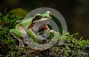 Tree Frog in Costa Rica