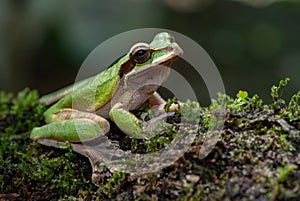 Tree Frog in Costa Rica
