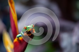 Beautiful tree frog in Costa Rica photo