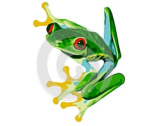 Tree Frog - Costa Rica Red Eyed Treefrog
