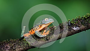 Tree Frog, Costa Rica Wildlife and Animals in Rainforest, Tiger Leg Monkey Tree Frog (northern orang