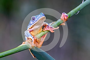 Tree frog, Cruziohyla or Phyllomedusa calcarifer, climbing branch tropical Amazon rain forest.