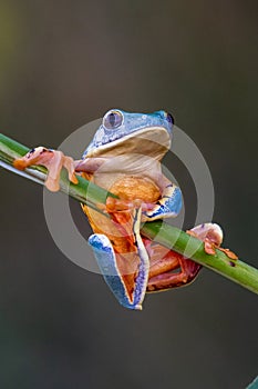 Tree frog, Cruziohyla or Phyllomedusa calcarifer, climbing branch tropical Amazon rain forest.