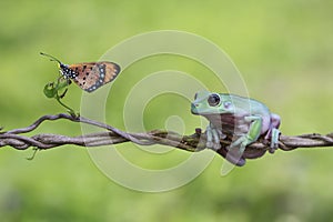 Tree frog, dumpy frog on branch with butterfly