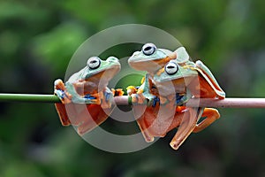 Tree frog, dumpy frog on branch, wallace tree frog