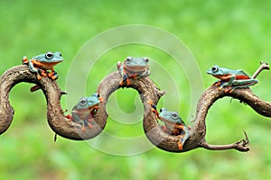 Tree frog, dumpy frog on branch, wallace tree frog