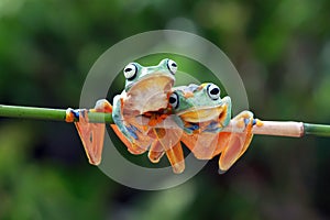 Tree frog, dumpy frog on branch, wallace tree frog