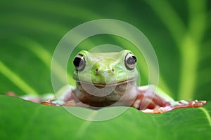 Tree frog, dumpy frog on the gree leaf photo