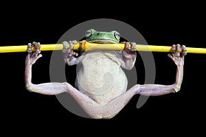 Tree frog, dumpy frog gymnastic on the branch photo