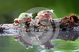 Tree frog, dumpy frog in reflection