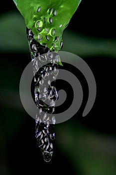 Tree frog eggs