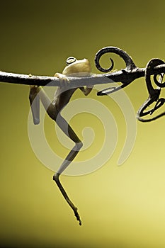 Un árbol rana en peligro un poco naturaleza conservación 