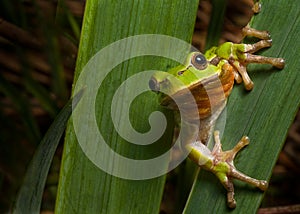 tree frog europe amphibian hyla animal macro photo