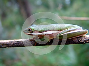 Tree Frog in the Everglades