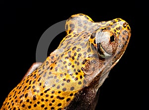 Tree frog eye of Hypsiboas geographica