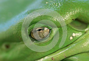 Tree Frog Eye(litoria caerulea) Macro