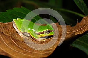 Tree frog in the family Hylidae, Hyla Annectans, Nagaland photo