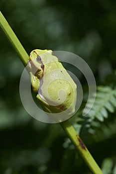 Tree frog between fern - macro shot
