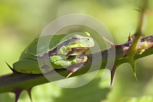 Tree frog - finger