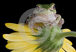 Tree frog on flower