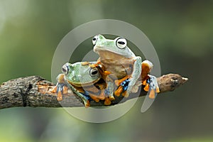 Tree frog, Flying frog on the branch photo