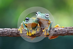 Tree frog, Flying frog on the branch