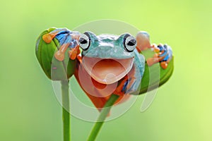 Tree frog, Flying frog closeup with open mouth