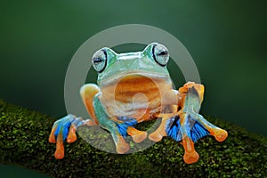 Tree frog, flying frog, javan tree frog