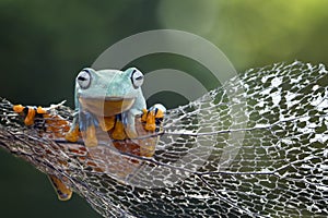 Tree frog, flying frog, javan tree frog