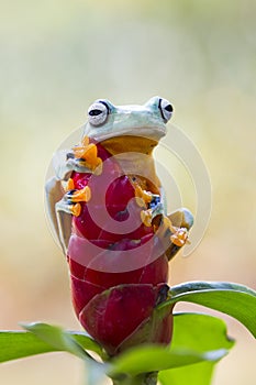 Tree frog, flying frog, javan tree frog