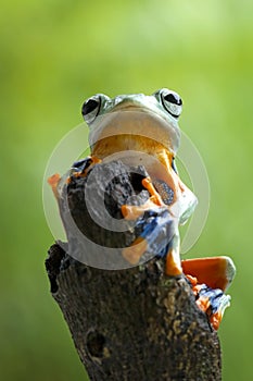 Tree frog, flying frog, javan tree frog, wallace