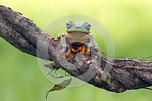 Tree frog, flying frog, javan tree frog, wallace