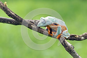 Tree frog, flying frog, javan tree frog, wallace