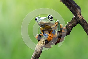 Tree frog, flying frog, javan tree frog, wallace