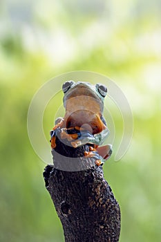 Tree frog, flying frog, javan tree frog, wallace