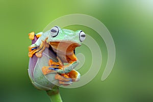 Tree frog, Flying frog on the lotus bud