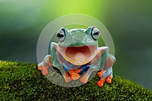 Tree frog, Flying frog open the mouth